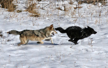 Photo of Yellowstone wolves at play.