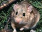 Photo of a woodrat in Utahs Great Basin isurrounded by toxic juniper leaves.