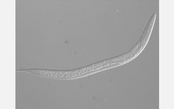 Photo of the nematode C. elegans.