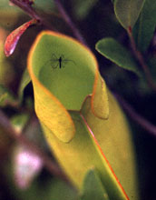 Mosquito and Pitcher Plant