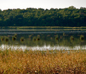 Lake surrounded by various type of vegetation