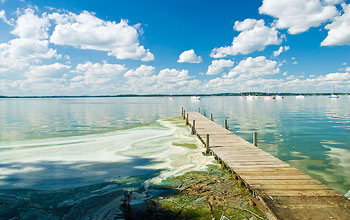 Algae cover the surface of Lake Mendota, likely the result of fertilizer flowing downstream.