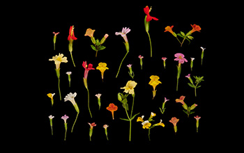 Flowering species of the monkeyflower plant