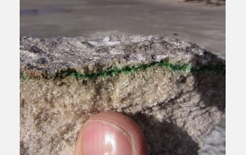 Organisms were found in a sandstone-like rock in Yellowstone.