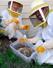 Photo of Jennifer Kovacs and Michael Goodisman collecting yellow jacket nests.