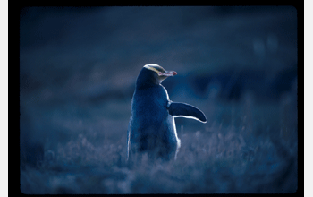 A yellow-eyed penguin