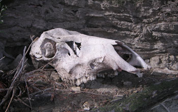 Photo of an elk skull.