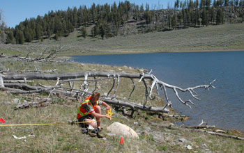 Photo of researcher Jared Singer placing flags to mark bone locations of a carcass in Yellowstone.