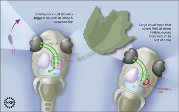 Illustration of neural circuit activated by small quick cue versus large one in zebrafish larvae.