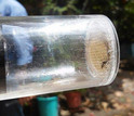 Mosquito trap