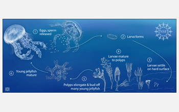 Illustration depicting the reproductive cycle of jellyfish