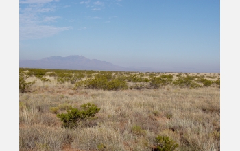 Creosote invasion into grassland at NSF's Sevilleta, N.M., Long-Term Ecological Research Site.