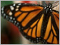 a monarch butterfly