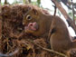 squirrel with baby