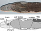 adult flatworm M. lignano and diagrammatic key