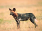 an African dog