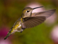 a female Anna's Hummingbird