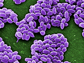 spores of Bacillus anthracis bacteria
