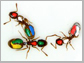 ants interacting