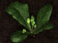 Arabidopsis thaliana