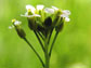 Arabidopsis plant