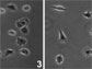 formation of arbitrary cell culture patterns