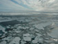 Arctic sea ice