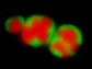 archaea in red sulfate reducing bacteria in green