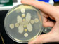 hand holding petri dish with bacteria from soil