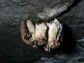white fungus on bats