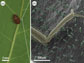bedbug on bean leaf; bedbug leg trapped (right)