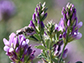 wild bee on a flower