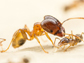a big-headed ant