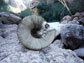 a bighorn sheep skull