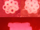 honeycombs of bioengineered tissue
