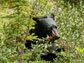 a black bear eating