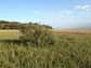 black mangrove grows amid salt marsh plants