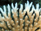bleached coral