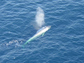 a blue whale