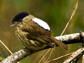 a male Broadbill