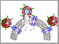 functionalized catanionic vesicles (red)