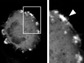 cell membrane developed ruffles