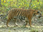 a tiger in Chitwan National Park, Nepal