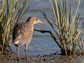 California Clapper Rail next to invasive Spartina