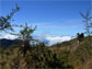 cloud forest trees quickly transition to grassland