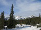 a Colorado Rocky Mountain forest