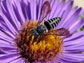 the cleptoparasitic bee Coelioxys sayi
