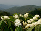 coffee bloom