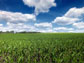 a cornfield in England