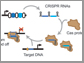 new technique uses bacteria's CRISPR-Cas system